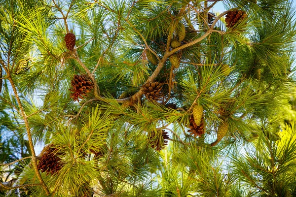 Cedar Větve Kužely Proti Modré Obloze Detail — Stock fotografie