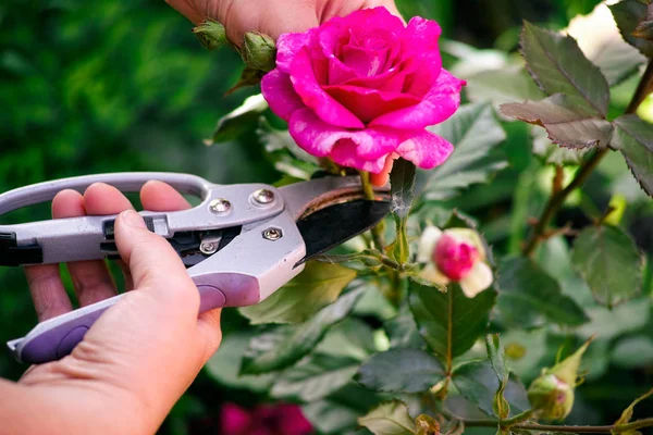 Frauenhände Mit Gartenschere Schneiden Rosa Rose Aus Dem Busch — Stockfoto