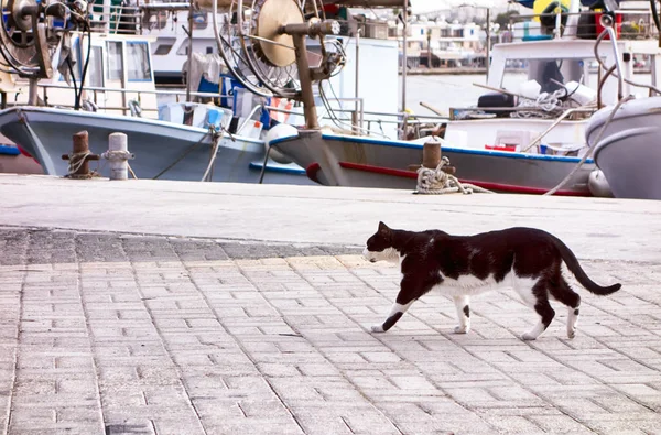 Schwarze Und Weiße Katze Läuft Entlang Der Boote Dock — Stockfoto