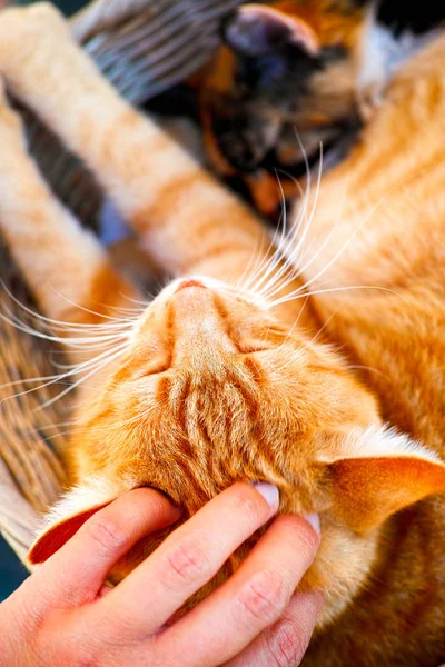 Person hand pats ginger cat. Close-up.