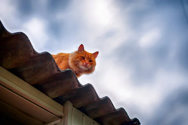 Імбирний Кіт Даху Зовні — стокове фото