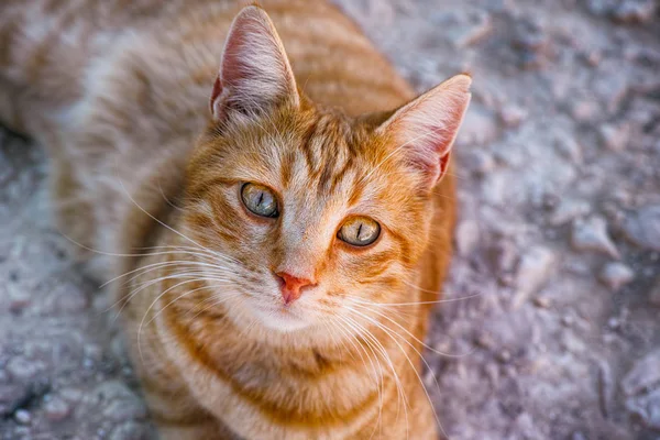 Retrato Gengibre Gato Tabby Olhando Para Câmera Close — Fotografia de Stock