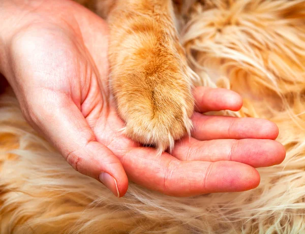 고양이 클로즈업 — 스톡 사진