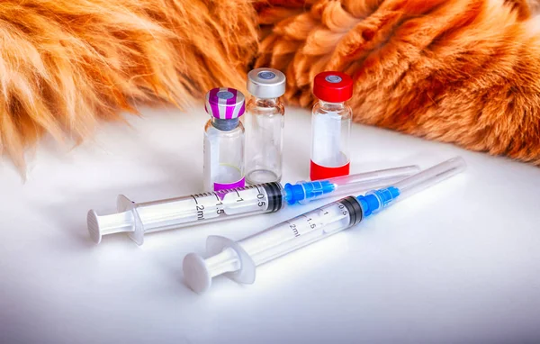 Katt Vaccinering Sprutor Och Injektionsflaskor Med Vaccin För Husdjur Och — Stockfoto