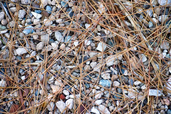 Background Stones Dry Cedar Needles Close — Stock Photo, Image