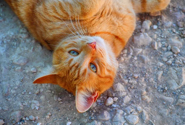 Ginger Pręgowany Kot Leży Ziemi Szczelnie Góry — Zdjęcie stockowe