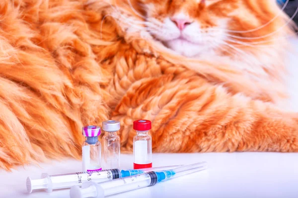 Macska Himlőoltás Fecskendők Vakcina Háziállatok Gyömbér Maine Coon Macska Fehér — Stock Fotó