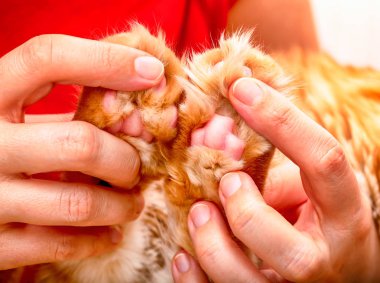 Maine Coon Kedi arka ayakları kadın elinde.