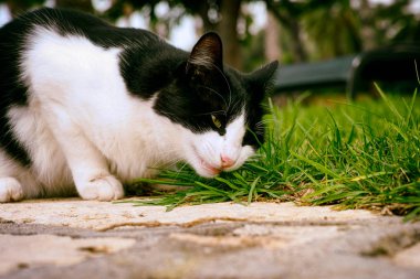Siyah ve beyaz kedi çim açık havada yeme. Yakın çekim.