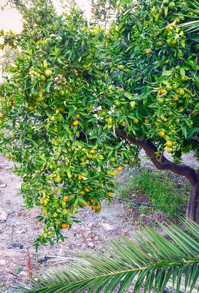 Mandarin Tree Harvest Garden — Stock Photo, Image