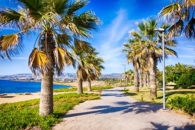 Palmiye ağaçları ile deniz boyunca yürüyüş yolu.