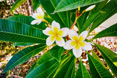Beyaz Plumeria çiçekler. Yakın çekim