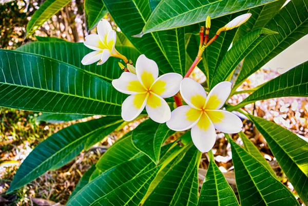 Plumeria Biała Kwiaty Szczelnie Góry — Zdjęcie stockowe