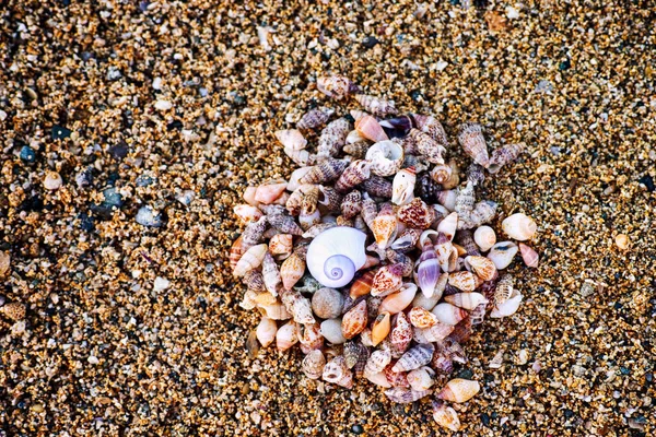 Heap Seashells Beach — Stock Photo, Image