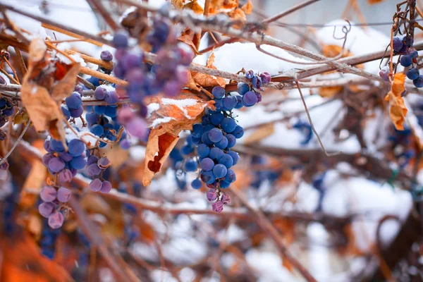 Las Vides Uva Azul Congeladas Cubrieron Nieve Primer Plano — Foto de Stock