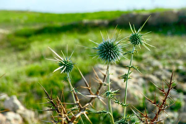 Nahaufnahme Der Stachelpflanze Auf Der Wiese — Stockfoto