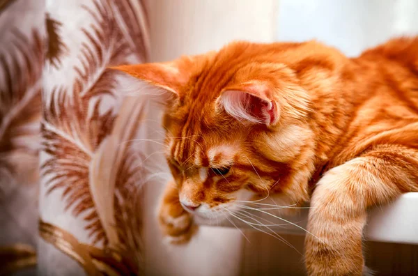Ingwer Maine Coon Katze Liegt Auf Der Fensterbank Und Schaut — Stockfoto