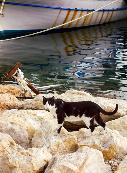 Schwarz Weiße Katze Auf Steinen Der Nähe Des Meeres Und — Stockfoto