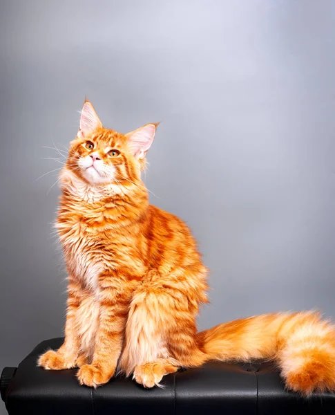 Ginger Maine Coon cat sitting against gray background. Close-up.