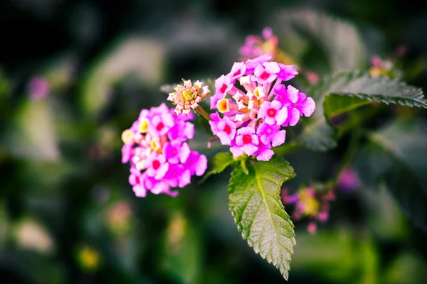 stock image Lantana flowering