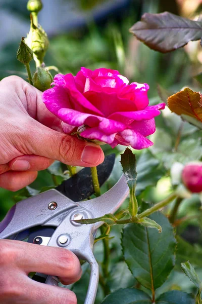 Person hands with gardening shears cutting pink rose of the bush