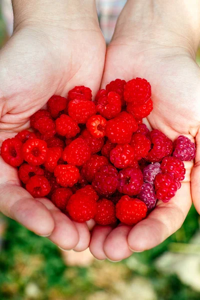 Ripe raspberries in woman hands. — Stock Photo, Image