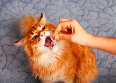 Ginger Maine Coon kedi kadın elinden onun gıda alarak. 
