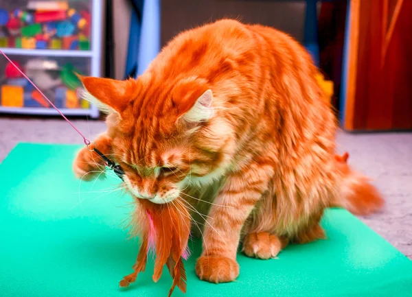 Ginger Maine Coon cat playing with his toy.