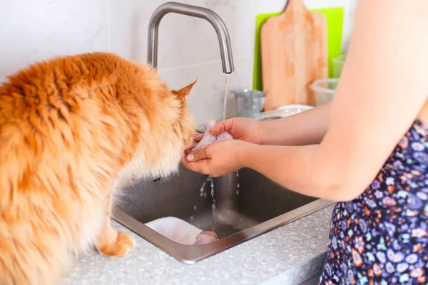 Woman washing chicken legs. Ginger cat sitting next to sink in t — Stock Photo, Image