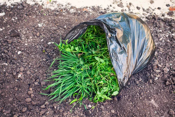 Black plastic bag with weeds on the ground.