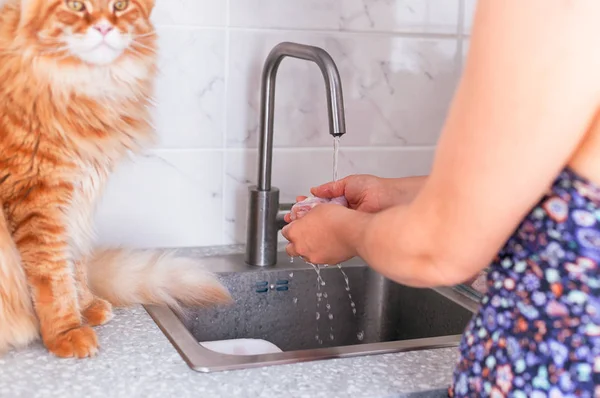 Mujer lavando piernas de pollo y jengibre maine coon gato sentado nea — Foto de Stock