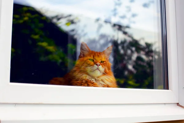 Рыжая кошка Мэн Кун смотрит в окно . — стоковое фото