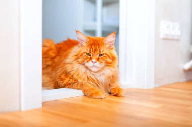 Odanın eşiğinde yatan Ginger Maine Coon kedi. 