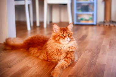 Parke zeminde yatan Zencefil Maine Coon kedi.