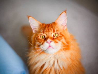 Ginger Maine Coon kedi kameraya bakıyor.