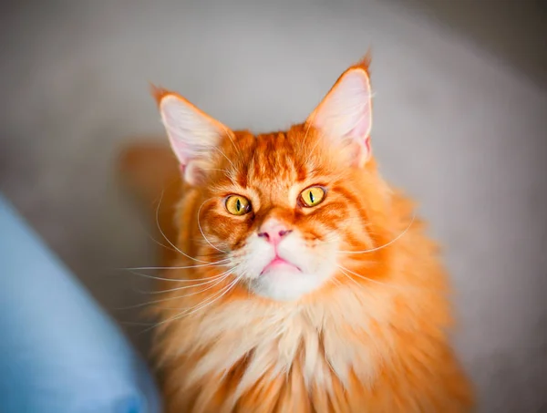 Рыжая кошка Мэн Кун смотрит в камеру . — стоковое фото