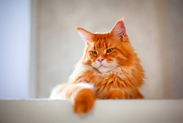 Ingwer Maine Coon Katze — Stockfoto