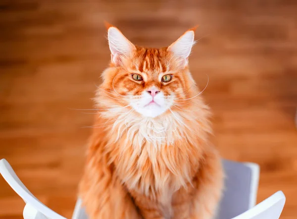 Ingwer Maine Coon Katze sitzt auf Stuhl. — Stockfoto