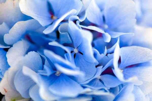 Fundo de hortênsia azul . — Fotografia de Stock