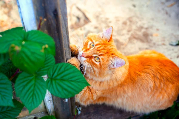 Ginger tabby gato ao ar livre . — Fotografia de Stock