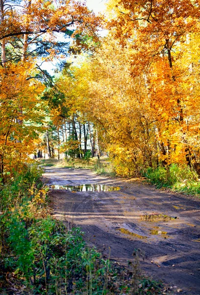Road in autumn forest after rain.