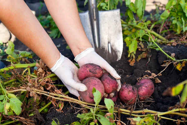 Wanita tangan memetik segar kentang organik di kebunnya . — Stok Foto