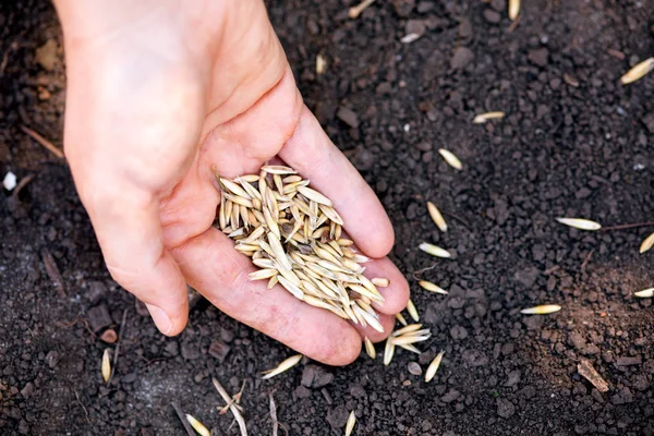 Mulher mão plantar sementes de aveia no solo . — Fotografia de Stock