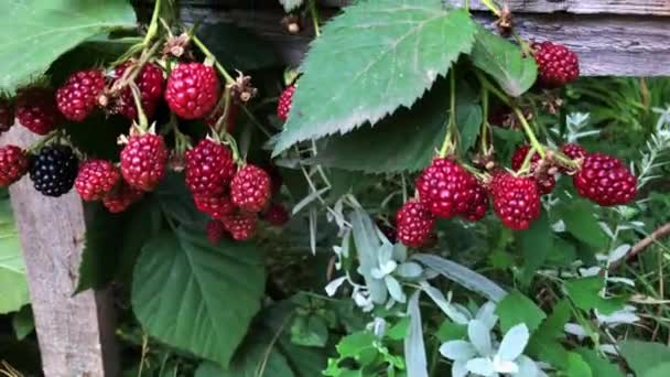 Blackberry Growth Garden — Stock Video