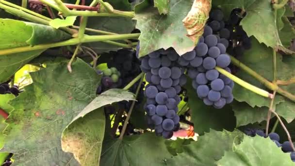 Rijpe Druiven Wijnstok — Stockvideo