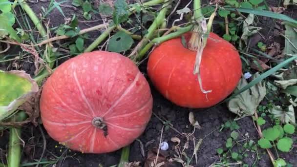 Calabazas Naranjas Jardín — Vídeos de Stock