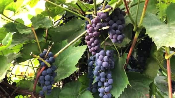 Rijpe Druiven Wijnstok — Stockvideo