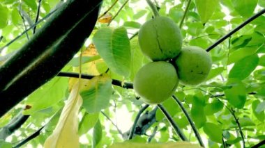 ağaç üzerinde büyüyen ceviz