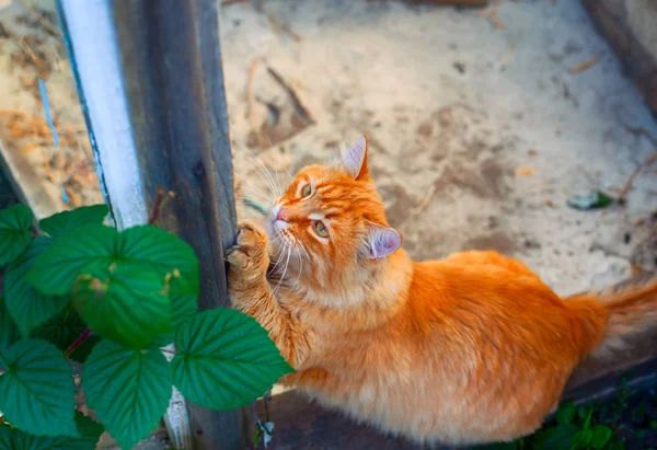 Ginger tabby gato afia garras ao ar livre . — Fotografia de Stock