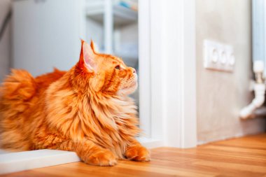 Zencefil Maine Coon kedi odanın eşiğinde yatan ve seyir